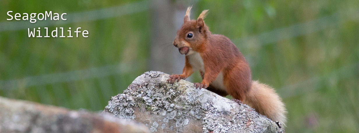 Red Squirel, Yorkshire Dales